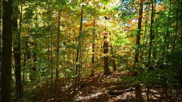 autumn in Canada