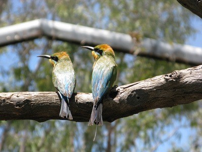 wildlife wildlife