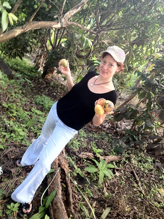 picking more mangoes off the ground than I can carry