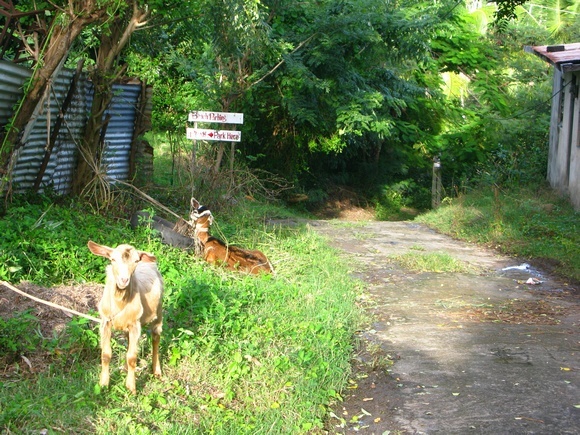 beware of goats!