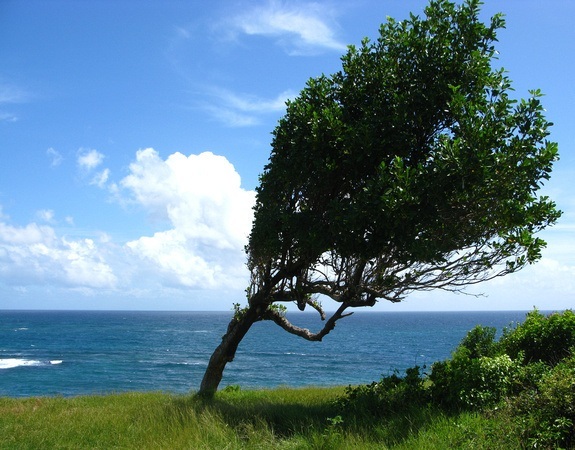 a tree growing in the wind; flexibility and strength