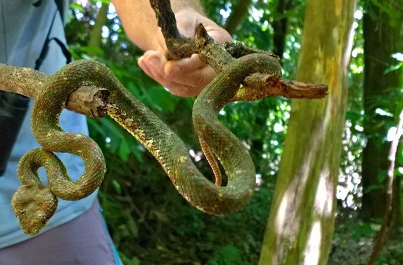Andy of Everyday Adventures, wrangling an eyelash pit viper in Costa Rica