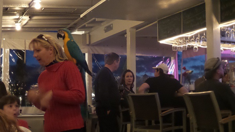 a pub in Santa Rosa, including patrons with parrots on their shouders