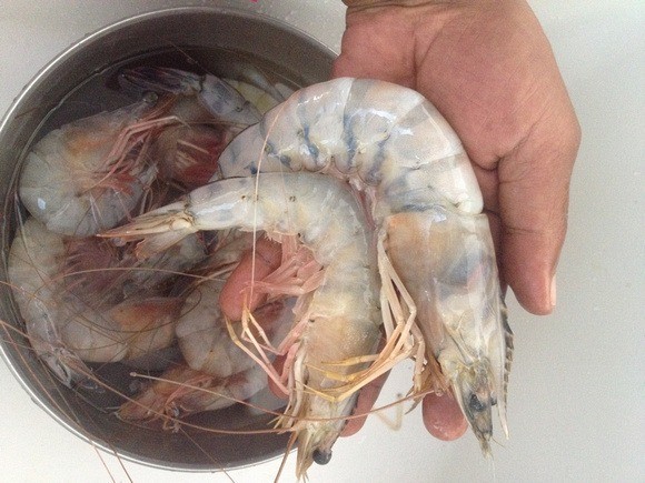 giant langoustinos (shrimp) in Panama