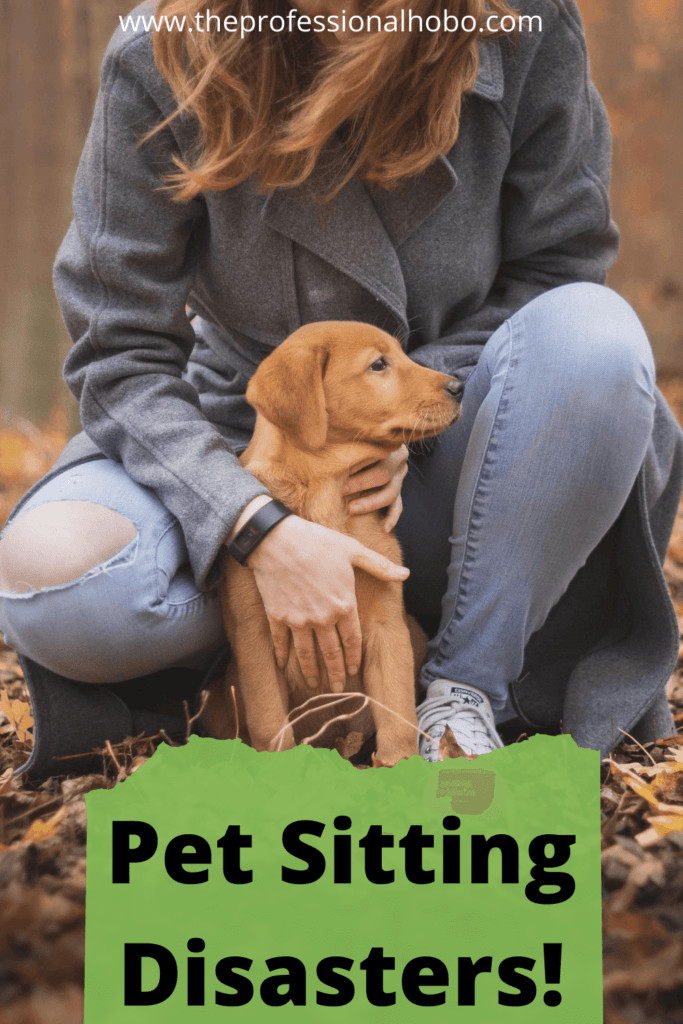 Pet-Sitting disasters! Petsitting is a great way to get free accommodation and experience the comforts of home while you travel. But heed this cautionary tale before you accept your next gig! #housesitting #petsitting #freeaccommodation #TheProfessionalHobo #traveldisasters