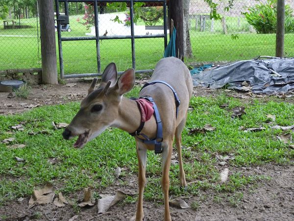 Pet-Sitting Punkin the deer