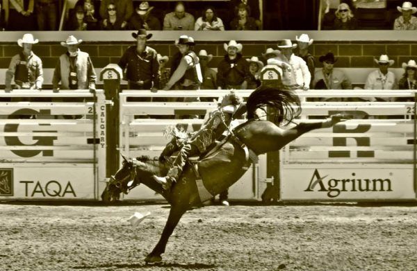 old picture of the Calgary stampede