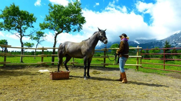 horse training