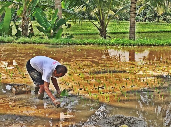 Ubud Mashup - planting rice
