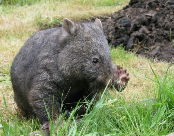poppy-4 Poppy the wombat