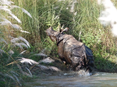 rhino coming out of a river in India; photo by Saben and Lin