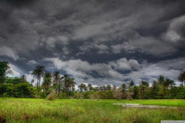 swamp walk with a stormy sky