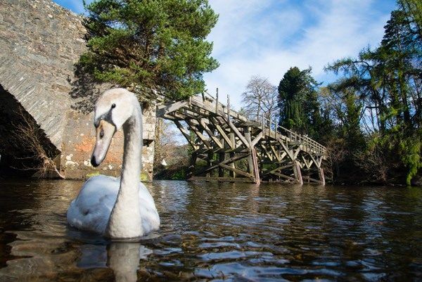 SwanBridge