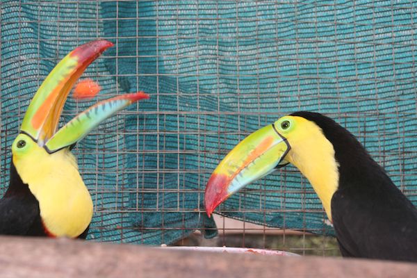 pet sitting disasters with two Toucans