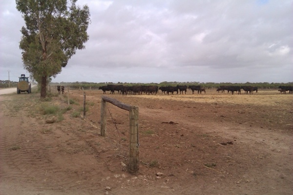 Tricking Cows on Australian Farm; photo by Steven Sirski