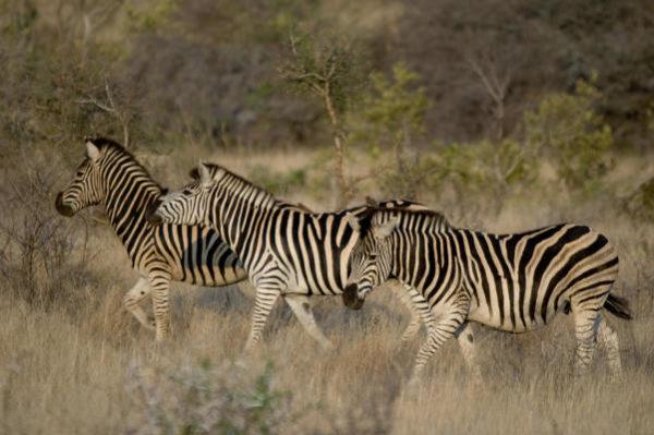zebras in South Africa; photo by The Road Forks